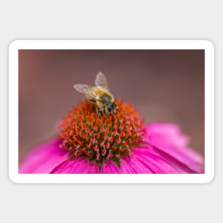 Bee on Wild Berry Coneflower Sticker